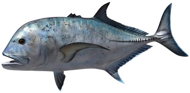 Giant Trevally